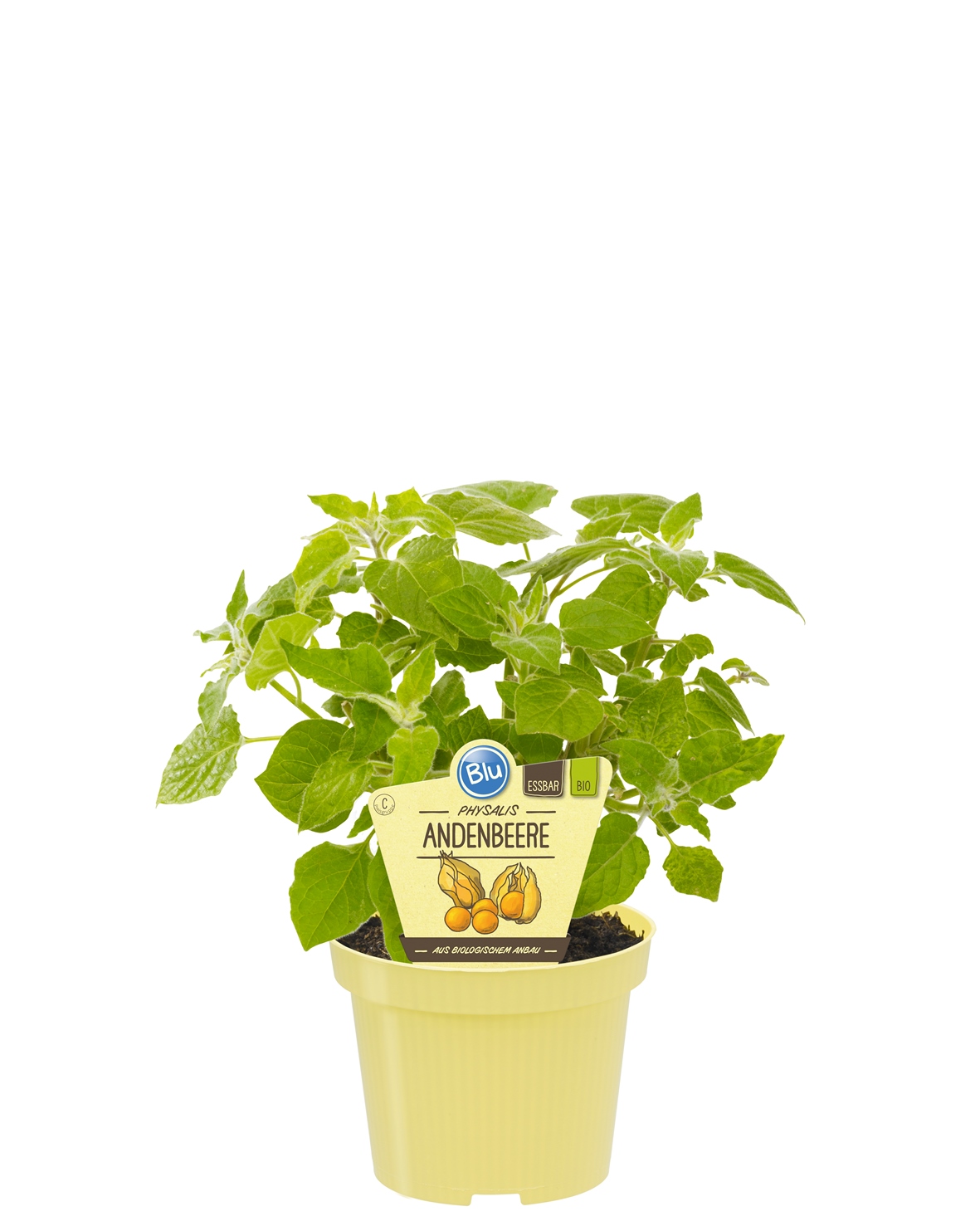 PHYSALIS PERUVIANA SU VASO 12