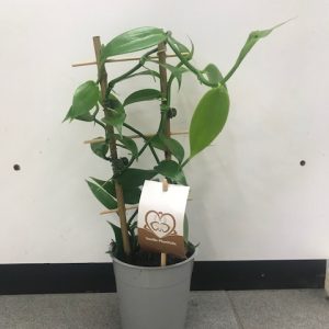Pianta di Vanilla Planifolia su vaso cm 12 h 40 cm