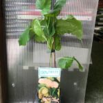 Pianta di Mora Alba Macrophylla bacca bianca su vaso alto cm 11x11x20  h cm 60/70 - immagine 3