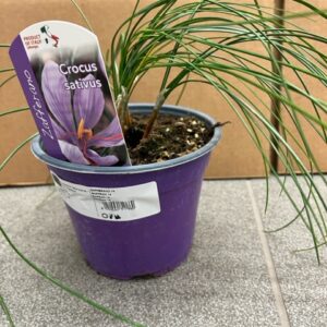 Pianta di Zafferano Crocus Sativus su vaso cm 14