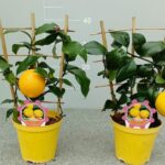 Limone a spalliera su vaso cm 14 - immagine 2