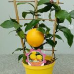Limone a spalliera su vaso cm 14