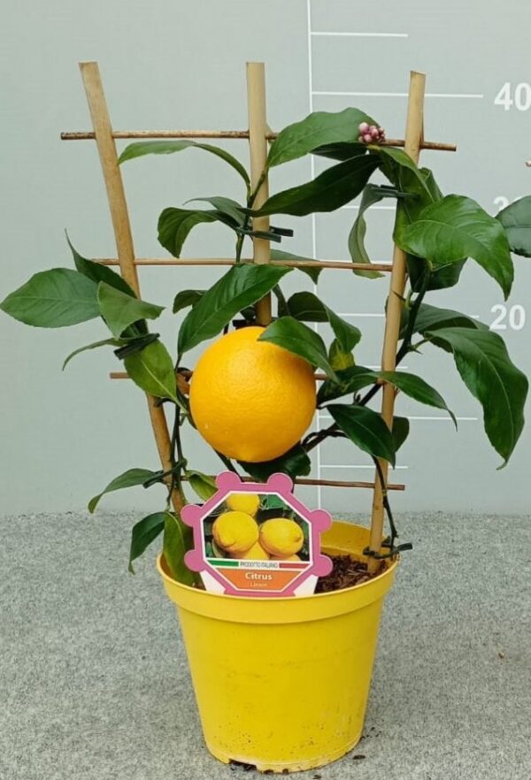 Limone a spalliera su vaso cm 14