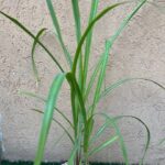 Canna da zucchero su vaso cm 14 "Saccharum officinarum"