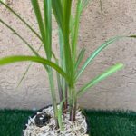 Canna da zucchero su vaso cm 14 "Saccharum officinarum" - immagine 2