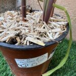 Canna da zucchero su vaso cm 14 "Saccharum officinarum" - immagine 3
