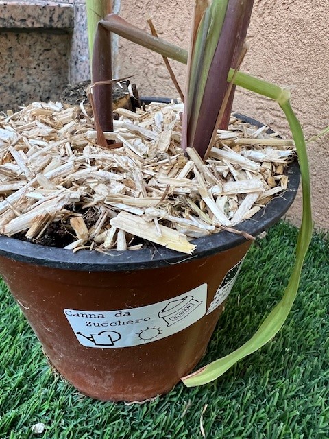 Canna da zucchero su vaso cm 14 "Saccharum officinarum" - immagine 3