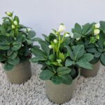 Helleboro niger "Christmas Carol" bianco su vaso cm 12