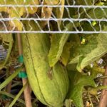 Pianta della Luffa per spugne vegetali su vaso cm 18