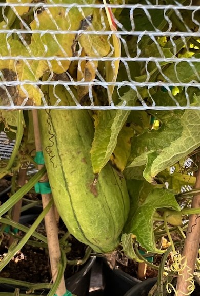 Pianta della Luffa per spugne vegetali su vaso cm 18