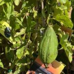 Pianta della Luffa per spugne vegetali su vaso cm 18 - immagine 3