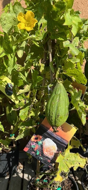 Pianta della Luffa per spugne vegetali su vaso cm 18 - immagine 3