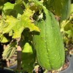 Pianta della Luffa per spugne vegetali su vaso cm 18 - immagine 4