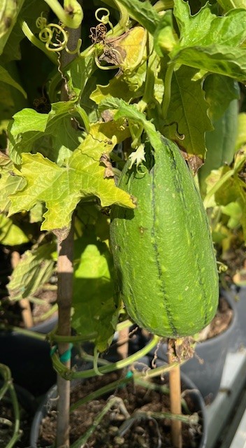Pianta della Luffa per spugne vegetali su vaso cm 18 - immagine 4