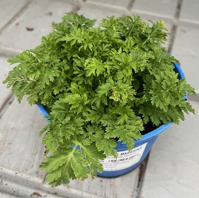 Pianta di Erba Maresina su vaso cm 14