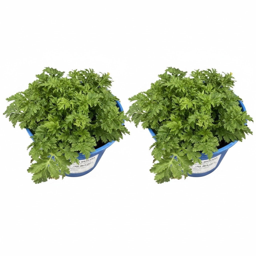 Pianta di Erba Maresina su vaso cm 14 - immagine 4