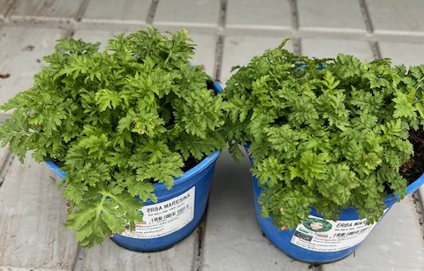 Pianta di Erba Maresina su vaso cm 14 - immagine 2
