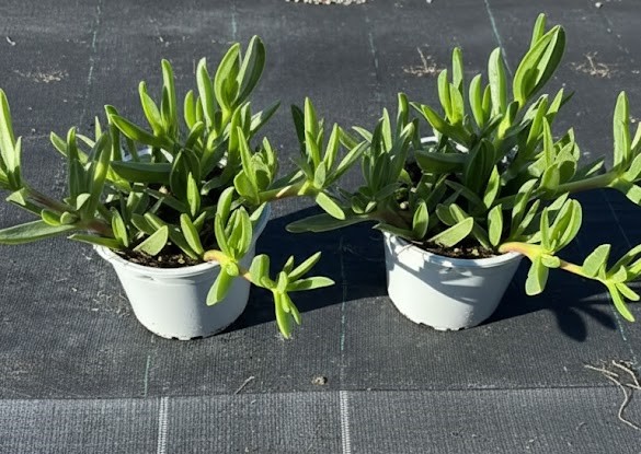 Pianta di Carpobrotus Edulis o Fico di Mare su vaso cm 14