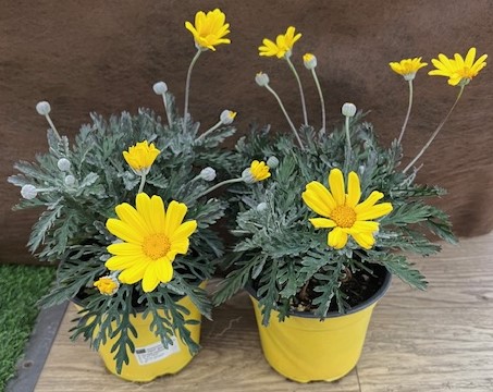 Pianta di Euryops pectinatus su vaso cm 14 "Margherita d'oro" - immagine 2