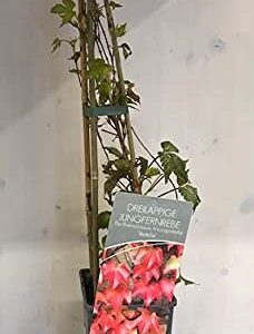 Parthenocissus Tricuspidata "Veitchii" su vaso alto