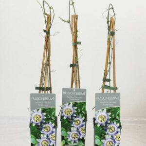 Passiflora Caerulea blu su vaso alto