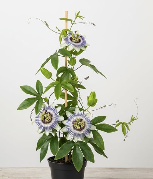 Passiflora Caerulea blu su vaso alto - immagine 2