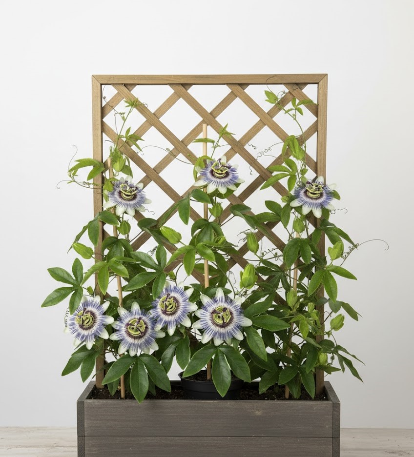 Passiflora Caerulea blu su vaso alto - immagine 3